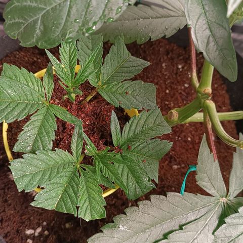 Selva negra 1 growlog timeline photo