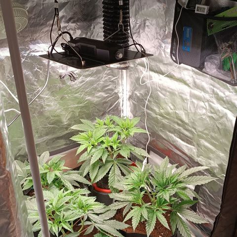 Selva negra 1 growlog timeline photo