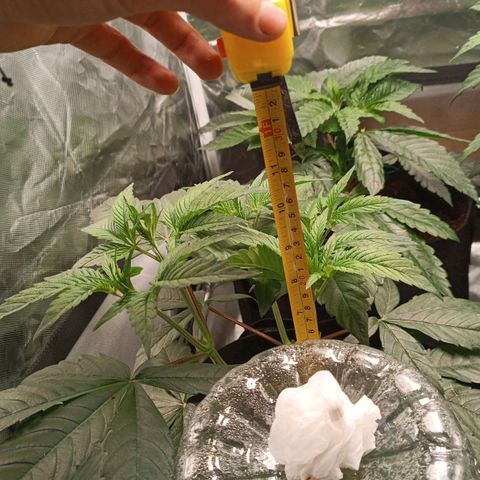 Selva negra 1 growlog timeline photo