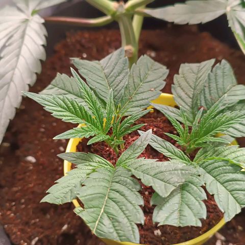 Selva negra 1 growlog timeline photo