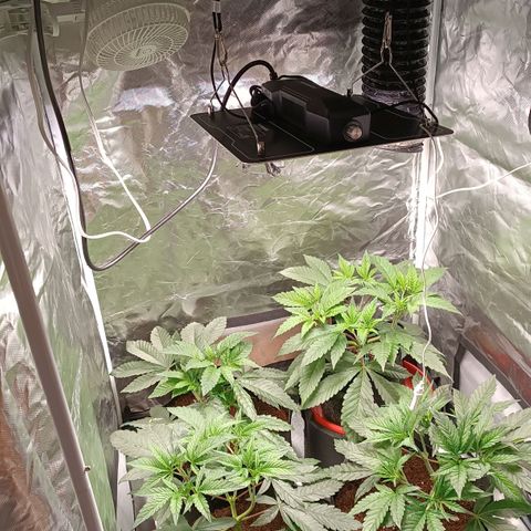 Selva negra 1 growlog timeline photo