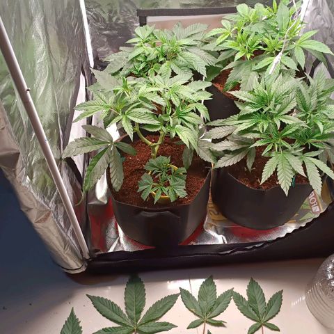 Selva negra 1 growlog timeline photo