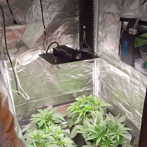 Selva negra 1 growlog timeline photo