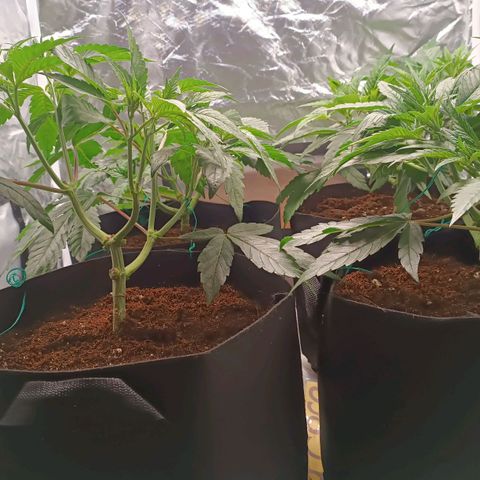 Selva negra 1 growlog timeline photo