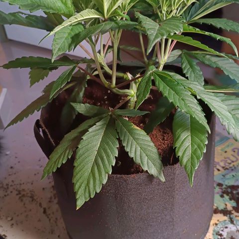 Selva negra 1 growlog timeline photo