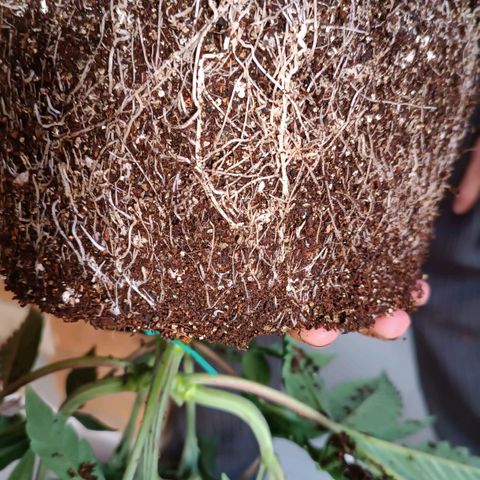 Selva negra 1 growlog timeline photo