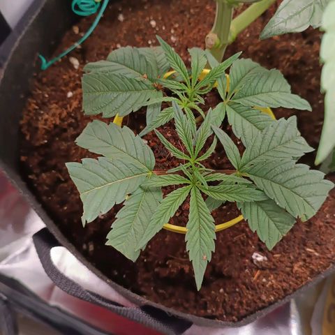 Selva negra 1 growlog timeline photo