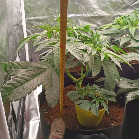 Selva negra 1 growlog timeline photo