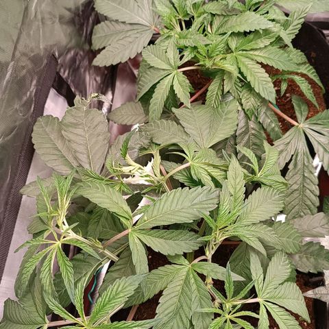 Selva negra 1 growlog timeline photo