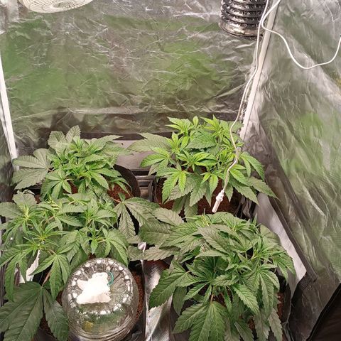 Selva negra 1 growlog timeline photo