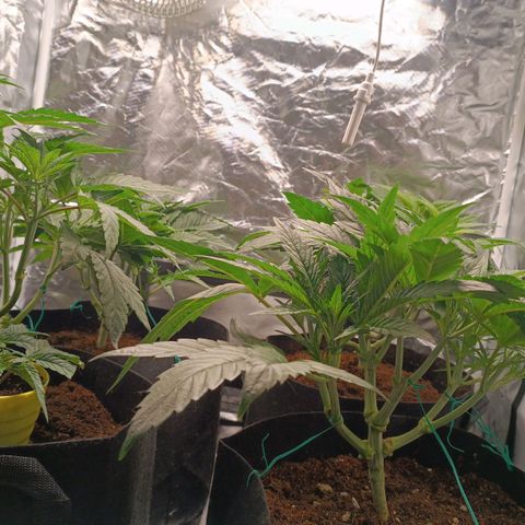 Selva negra 1 growlog timeline photo
