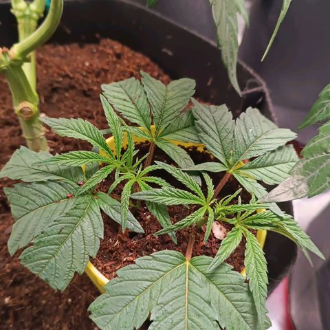 Selva negra 1 growlog timeline photo