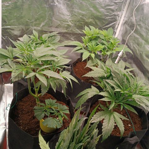 Selva negra 1 growlog timeline photo