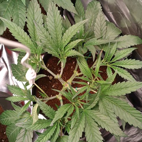Selva negra 1 growlog timeline photo