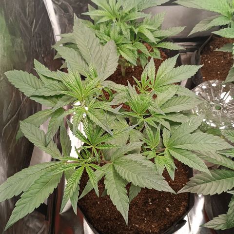 Selva negra 1 growlog timeline photo