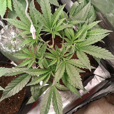 Selva negra 1 growlog timeline photo