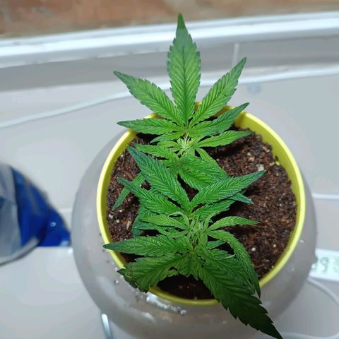 Selva negra 1 growlog timeline photo