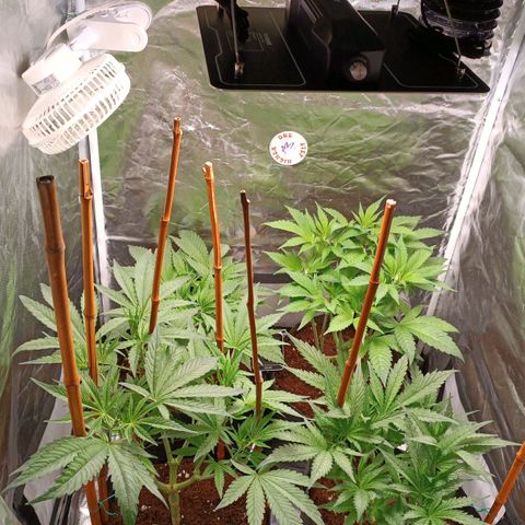 Selva negra 1 growlog timeline photo