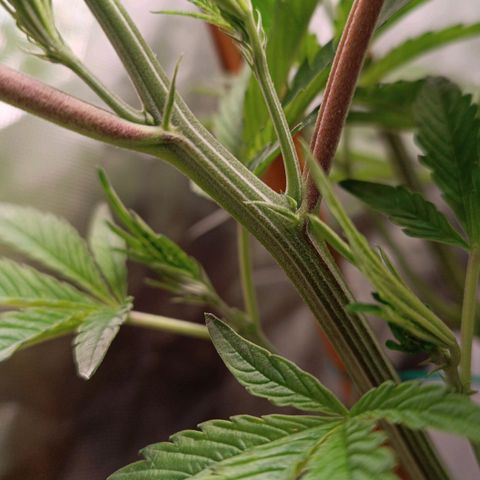 Selva negra 1 growlog timeline photo