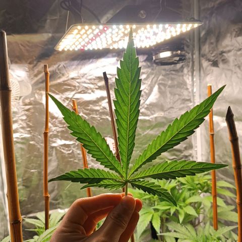 Selva negra 1 growlog timeline photo