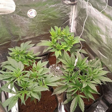 Selva negra 1 growlog timeline photo
