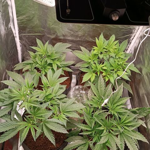 Selva negra 1 growlog timeline photo