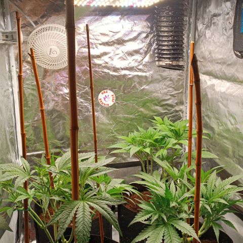 Selva negra 1 growlog timeline photo