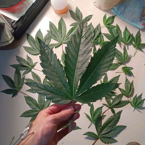 Selva negra 1 growlog timeline photo