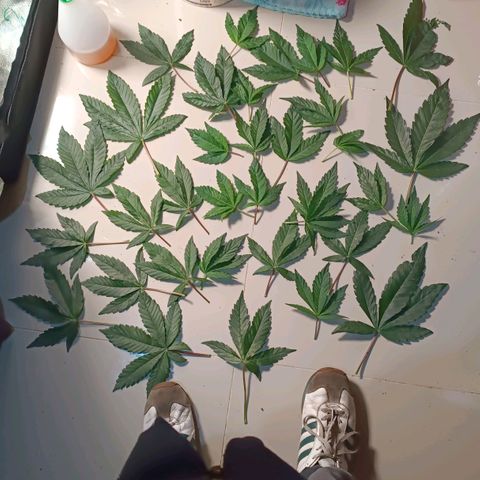 Selva negra 1 growlog timeline photo