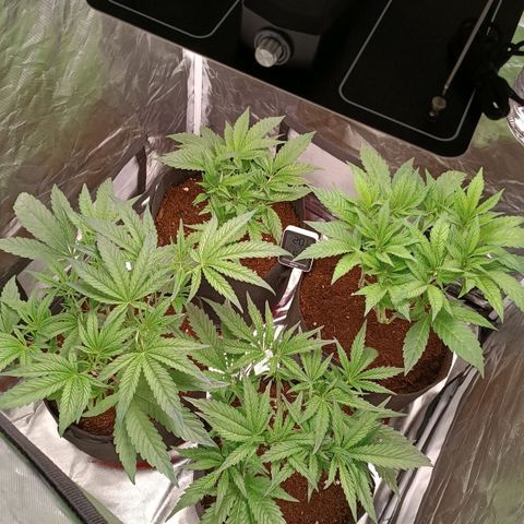 Selva negra 1 growlog timeline photo