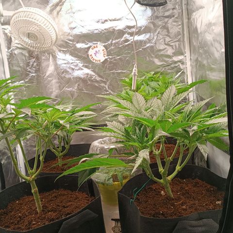 Selva negra 1 growlog timeline photo