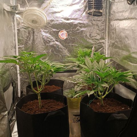 Selva negra 1 growlog timeline photo