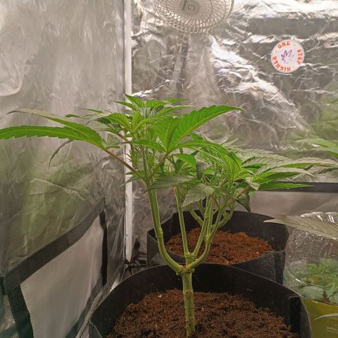 Selva negra 1 growlog timeline photo