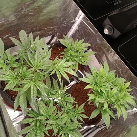 Selva negra 1 growlog timeline photo