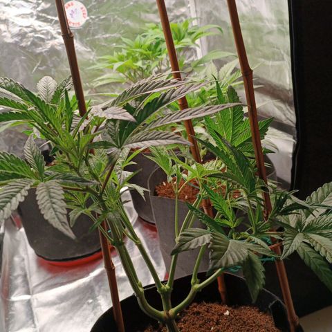 Selva negra 1 growlog timeline photo
