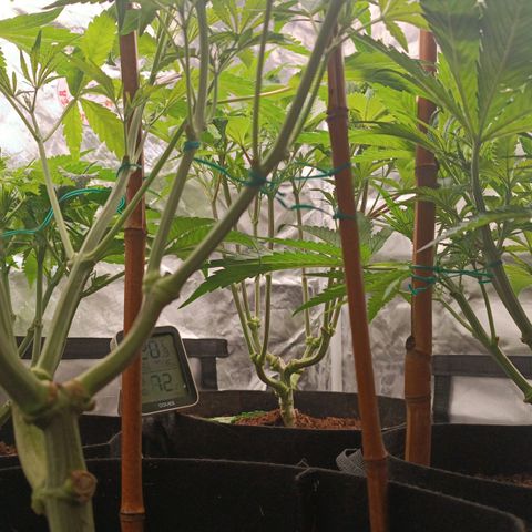 Selva negra 1 growlog timeline photo