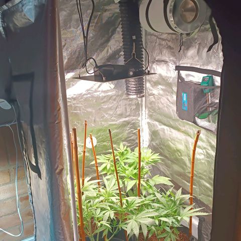 Selva negra 1 growlog timeline photo