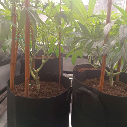 Selva negra 1 growlog timeline photo