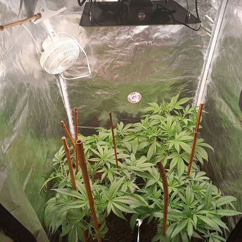 Selva negra 1 growlog timeline photo