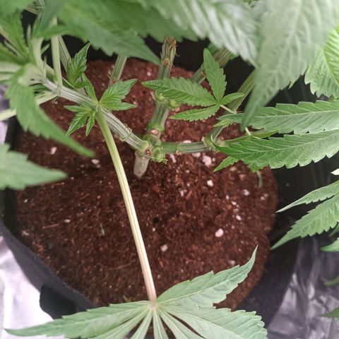 Selva negra 1 growlog timeline photo
