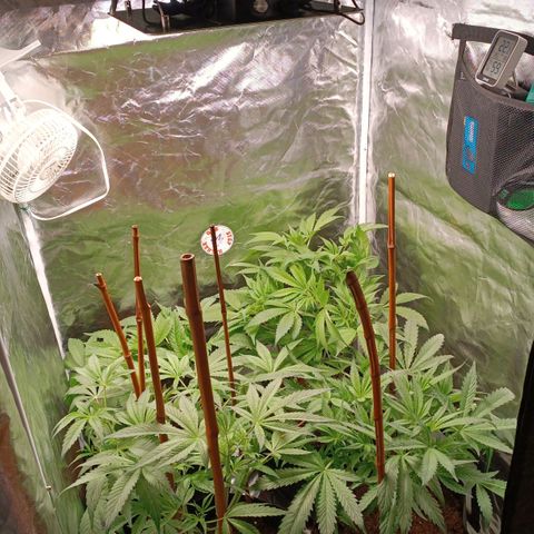 Selva negra 1 growlog timeline photo