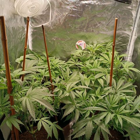Selva negra 1 growlog timeline photo