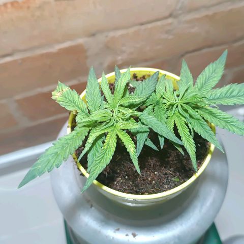 Selva negra 1 growlog timeline photo