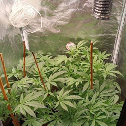 Selva negra 1 growlog timeline photo