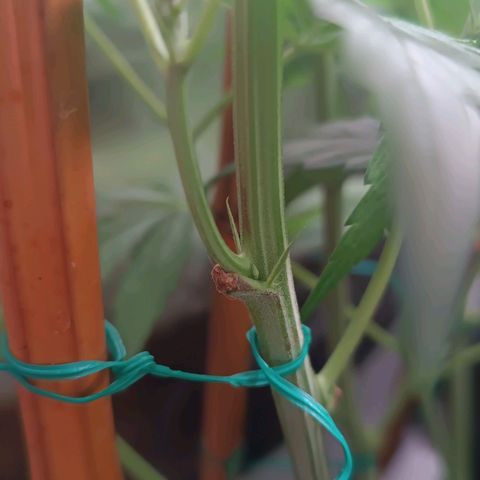 Selva negra 1 growlog timeline photo