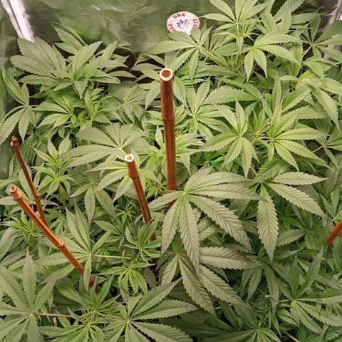 Selva negra 1 growlog timeline photo