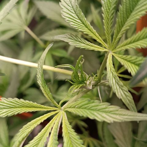 Selva negra 1 growlog timeline photo