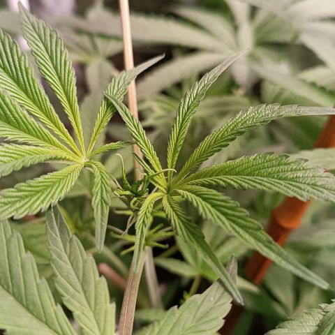 Selva negra 1 growlog timeline photo