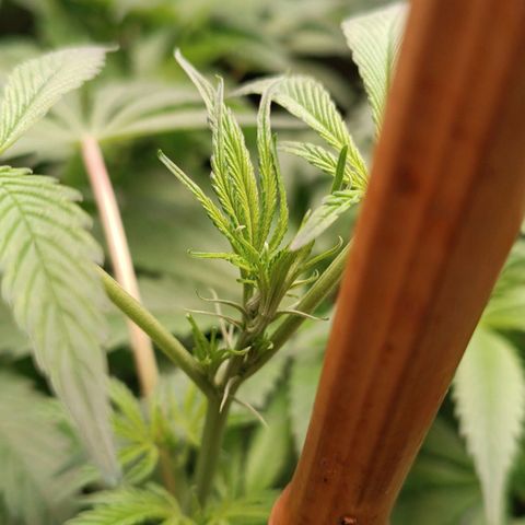 Selva negra 1 growlog timeline photo