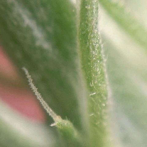 Selva negra 1 growlog timeline photo